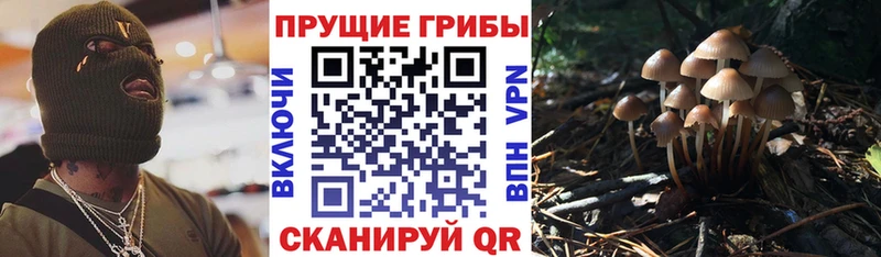 цены наркотик  Орехово-Зуево  Псилоцибиновые грибы Psilocybine cubensis 
